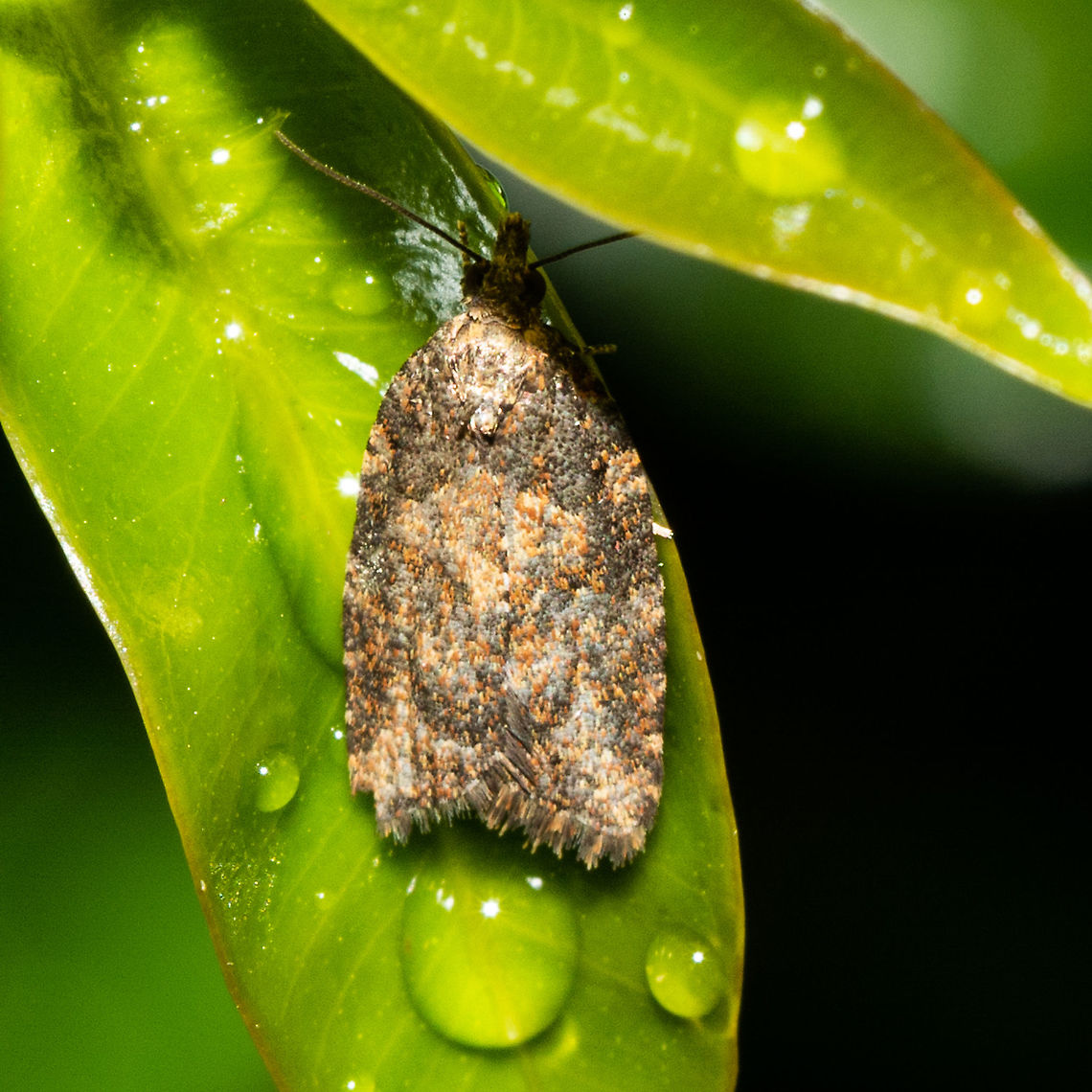 Tiny Moth - ''Capua intractana'' The male adult moth has wings that are dark brown, with a yellow area around the base of each forewing. The female moth has a more complex forewing pattern. The hindwings are pale brown. The wingspan is about 2 cms. <br />
<br />
<a href="http://lepidoptera.butterflyhouse.com.au/tort/intractana.html" rel="nofollow">http://lepidoptera.butterflyhouse.com.au/tort/intractana.html</a> Australia,Capua intractana,Geotagged,Summer