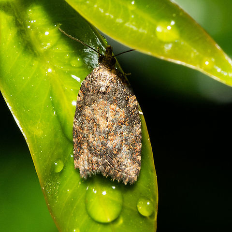 Tiny Moth - ''Capua intractana'' The male adult moth has wings that are dark brown, with a yellow area around the base of each forewing. The female moth has a more complex forewing pattern. The hindwings are pale brown. The wingspan is about 2 cms. 

http://lepidoptera.butterflyhouse.com.au/tort/intractana.html Australia,Capua intractana,Geotagged,Summer