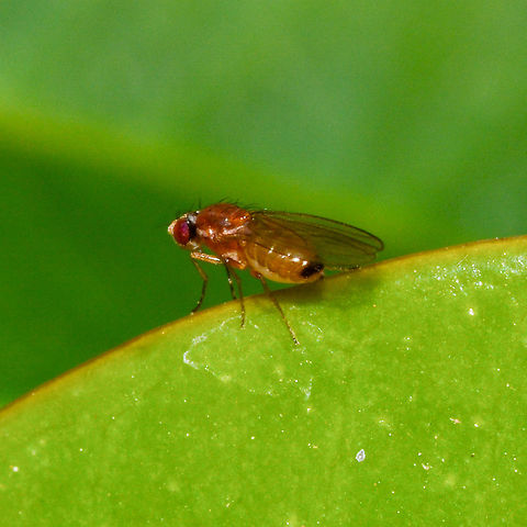 Fruit Fly - Drosophila melanogaster Drosophila melanogaster is a species of fly in the family Drosophilidae. The species is often referred to as the fruit fly, though its common name is more accurately the vinegar fly or perhaps yeast fly. Australia,Drosophila melanogaster,Geotagged,Summer
