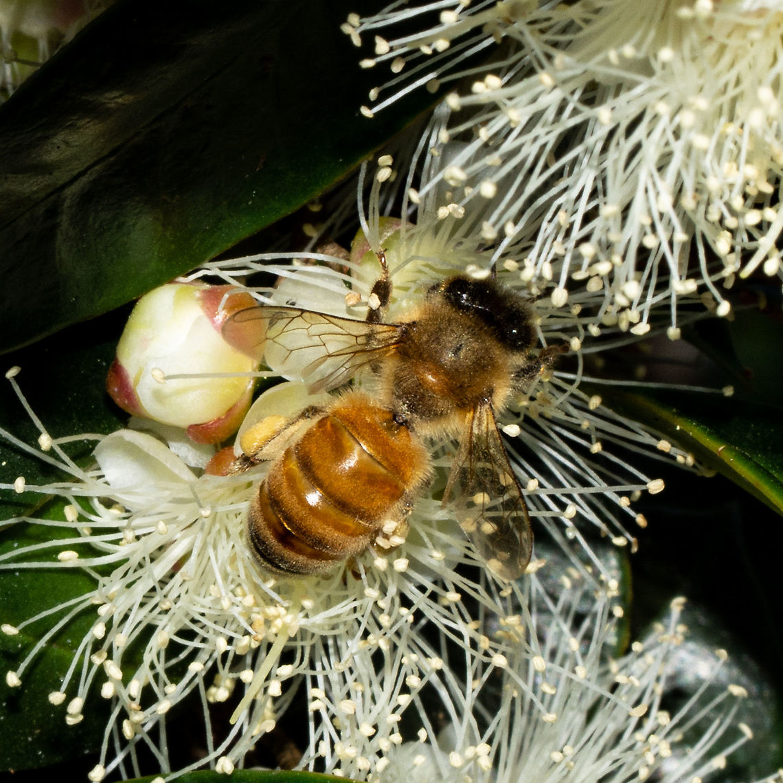 European Honey Bee Enjoying the Lilly Pilly Apis mellifera,Australia,Geotagged,Summer,Western honey bee