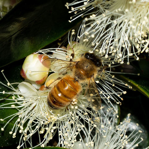 European Honey Bee Enjoying the Lilly Pilly Apis mellifera,Australia,Geotagged,Summer,Western honey bee