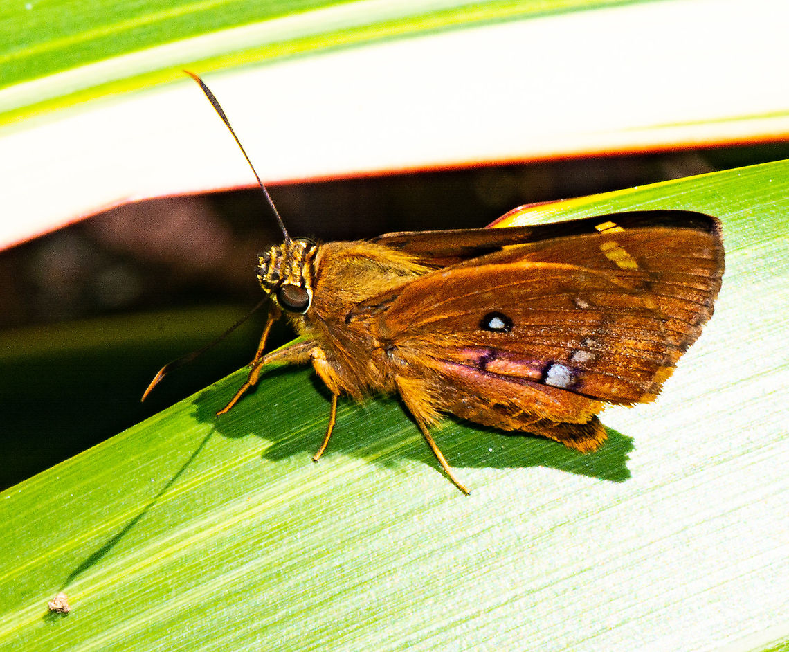 Southern Silver Ochre Skipper - Trapezites praxedes Sat quietly on the end of a cordyline leaf. Caught the sun and was quite placid Australia,Geotagged,Summer,Trapezites eliena,Trapezites praxedes