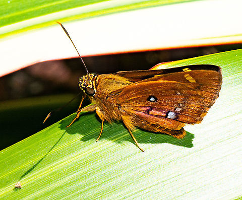 Southern Silver Ochre Skipper - Trapezites praxedes Sat quietly on the end of a cordyline leaf. Caught the sun and was quite placid Australia,Geotagged,Summer,Trapezites eliena,Trapezites praxedes
