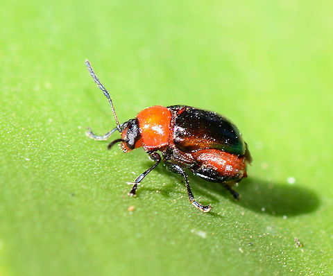Pittosporum Beetle - Lamprolina aeneipennis, Distinct black markings on top of head. Orange on side of abdomen Australia,Geotagged,Lamprolina aeneipennis,Pittosporum Leaf Beetle,Summer