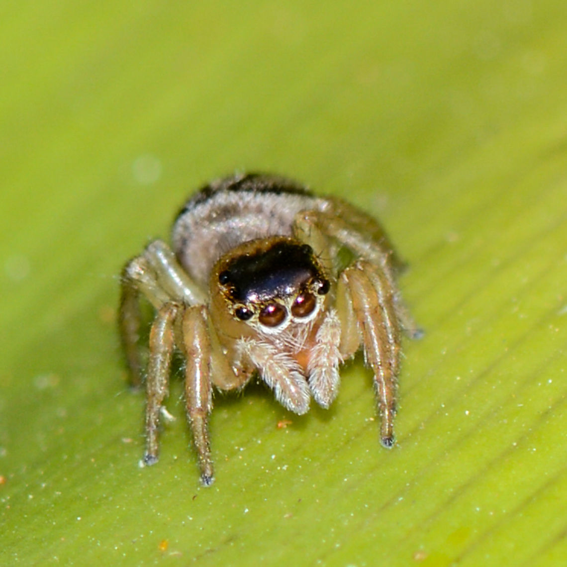 Hypoblemum scutulatum A common jumping spider. I believe this is a female. Australia,Geotagged,Hypoblemum scutulatum,Summer,White-banded House Jumping Spider