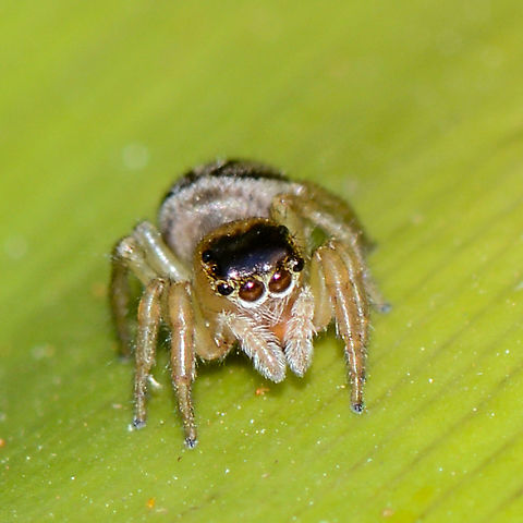 Hypoblemum scutulatum A common jumping spider. I believe this is a female. Australia,Geotagged,Hypoblemum scutulatum,Summer,White-banded House Jumping Spider