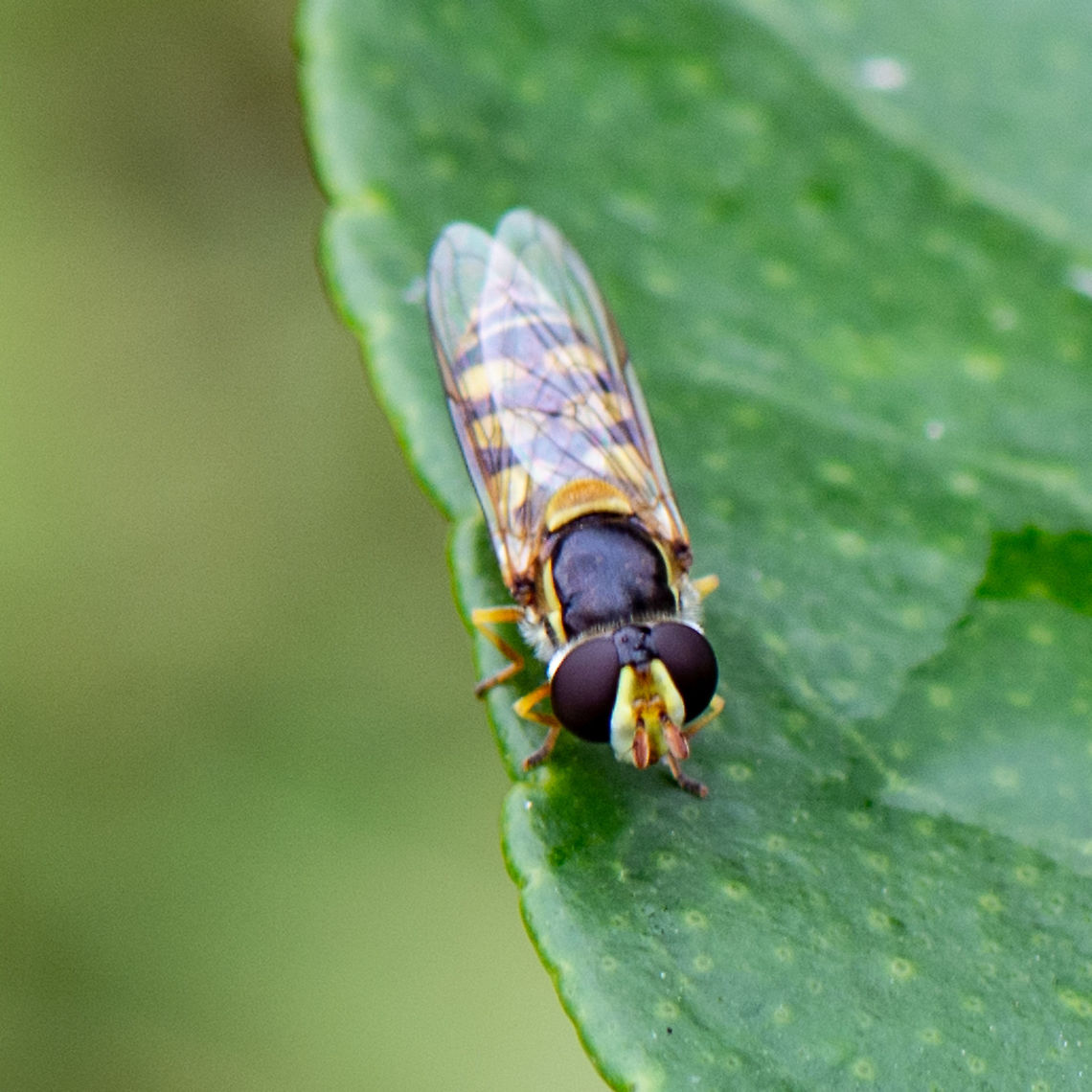 Common Hover Fly - Melangyna viridiceps The Common Hover Fly is a slim bodied fly with reddish brown eyes, dark thorax and black and yellow banded abdomen. The larvae is brownish grub. This fly is sometimes mistaken for a wasp. Australia,Geotagged,Melangyna viridiceps,Summer