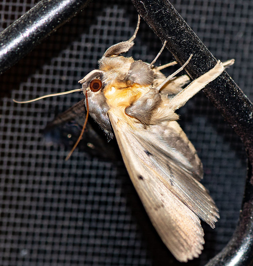 Southern moon moth - Dasypodia selenophora  Australia,Dasypodia selenophora,Geotagged,Southern Old Lady Moth,Summer