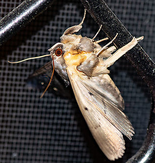 Southern moon moth - Dasypodia selenophora  Australia,Dasypodia selenophora,Geotagged,Southern Old Lady Moth,Summer