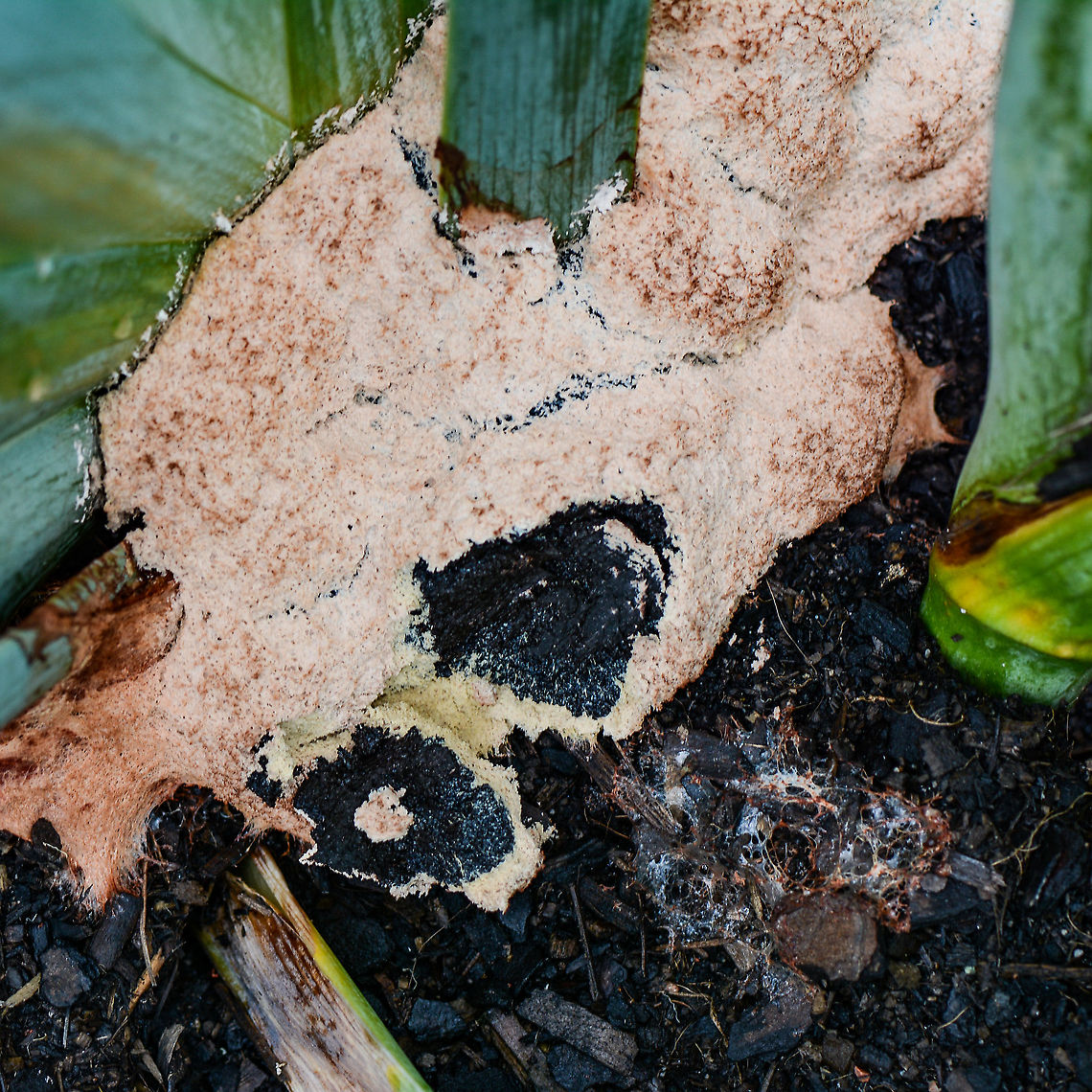 Fungus - Mulch Fungus - Fuligo septica ? Found on the base of an iris. Scraped to to reveal the black Australia,Dog vomit slime mold,Fuligo septica,Geotagged,Summer