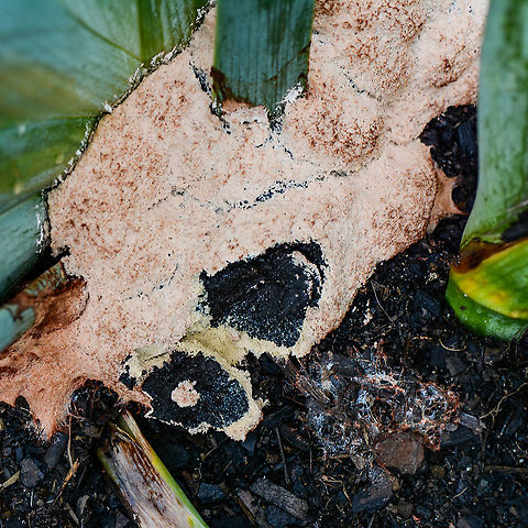 Fungus - Mulch Fungus - Fuligo septica ? Found on the base of an iris. Scraped to to reveal the black Australia,Dog vomit slime mold,Fuligo septica,Geotagged,Summer