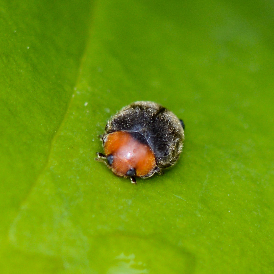 Scymnus paracanus ? found in North America but .... found in North America but looks very like this one<br />
<br />
<a href="https://bugguide.net/node/view/395858/bgimage" rel="nofollow">https://bugguide.net/node/view/395858/bgimage</a> Australia,Geotagged,Paropsisterna cloelia,Scymnus paracanus,Summer