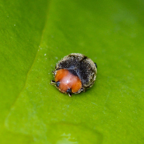 Scymnus paracanus ? found in North America but .... found in North America but looks very like this one

https://bugguide.net/node/view/395858/bgimage Australia,Geotagged,Paropsisterna cloelia,Scymnus paracanus,Summer