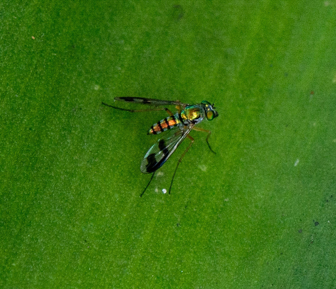 White-waisted Green Long Legged Fly - Austrosciapus Zentae Body length 5mm, male<br />
This is a medium size Long-legged Fly with golden-yellow-green body colour. The first abdomen segment is whitish-green. There are two board bands on wings.  Australia,Austrosciapus Zentae,Geotagged,Summer