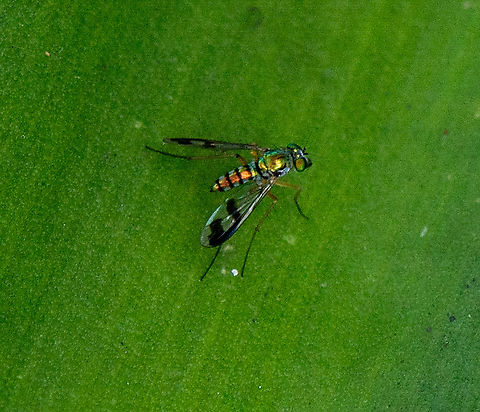 White-waisted Green Long Legged Fly - Austrosciapus Zentae Body length 5mm, male
This is a medium size Long-legged Fly with golden-yellow-green body colour. The first abdomen segment is whitish-green. There are two board bands on wings.  Australia,Austrosciapus Zentae,Geotagged,Summer
