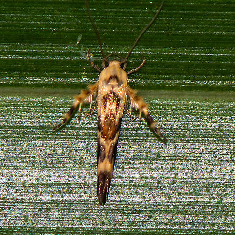 Gorgeous Moth - Stathmopoda melanochra  Australia,Geotagged,Stathmopoda melanochra,Summer
