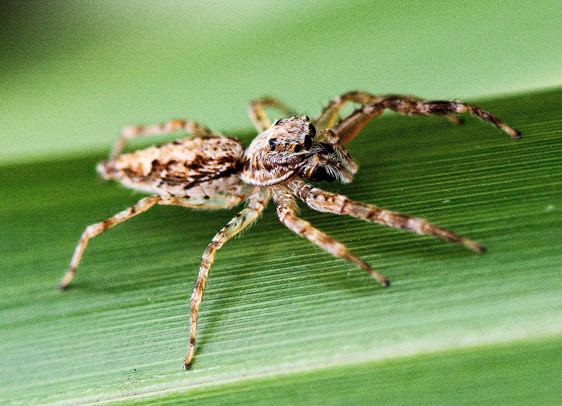Helpis minitabunda As all other jumping spiders, this jumping spider hunts by jumping on small insects. They need very good eyesight to do this. Notice its very large front pair of eyes.   Australia,Geotagged,Helpis minitabunda,Summer