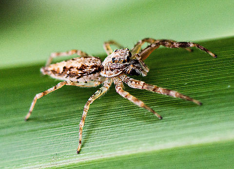 Helpis minitabunda As all other jumping spiders, this jumping spider hunts by jumping on small insects. They need very good eyesight to do this. Notice its very large front pair of eyes.   Australia,Geotagged,Helpis minitabunda,Summer