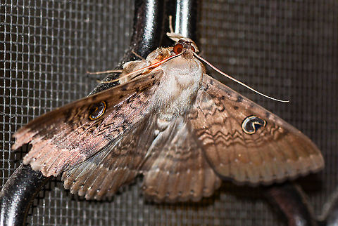 Southern moon moth - Dasypodia selenophora  Australia,Dasypodia selenophora,Geotagged,Southern Old Lady Moth,Summer