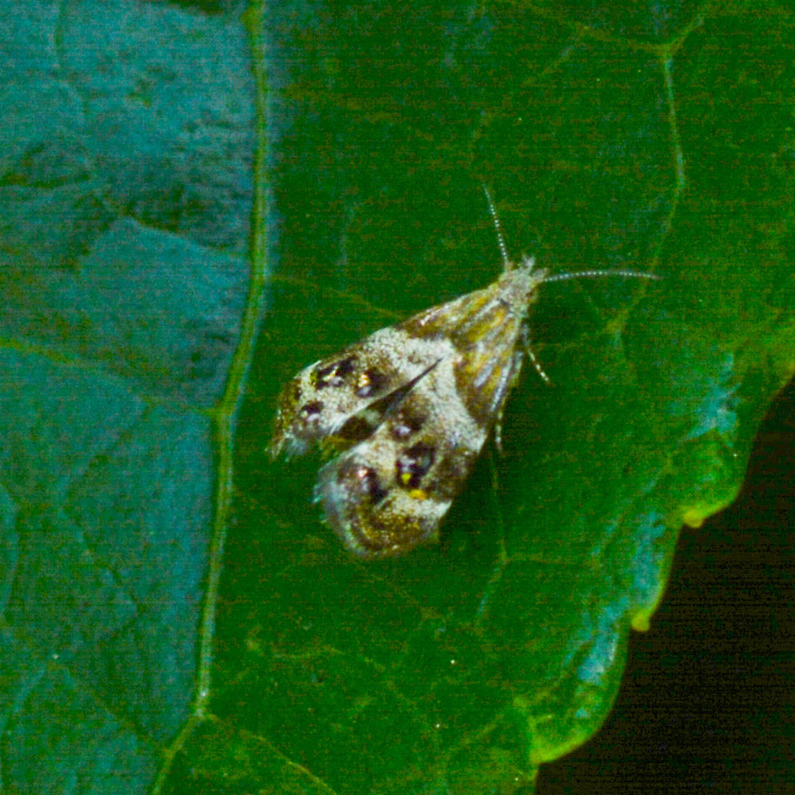 Vagrant Twitcher or Small Thistle Moth - Tebenna micalis <a href="https://canberra.naturemapr.org/Species/32337" rel="nofollow">https://canberra.naturemapr.org/Species/32337</a> Australia,Geotagged,Summer,Tebenna micalis