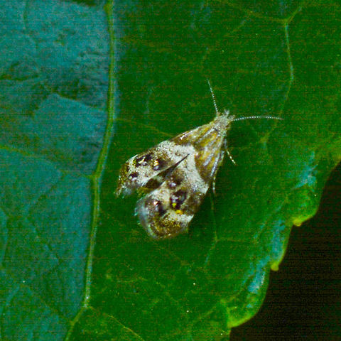Vagrant Twitcher or Small Thistle Moth - Tebenna micalis https://canberra.naturemapr.org/Species/32337 Australia,Geotagged,Summer,Tebenna micalis