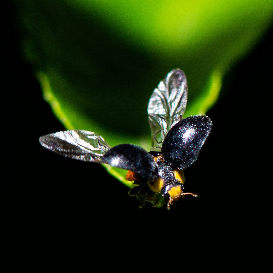 Down and Away - Yellow Shouldered Lady Bird - Apolinus lividigaster  Apolinus lividigaster,Australia,Geotagged,Summer,Yellow-shouldered ladybird