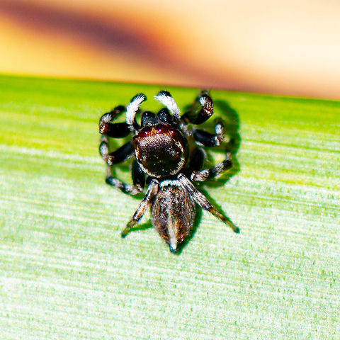 Jumping Spider - Hasarius adansoni. - Male Note that the male of this species looks so different it is hard to believe they are the same species.  Adanson's House Jumper,Australia,Geotagged,Hasarius adansoni,Summer