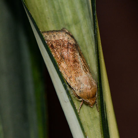 Helicoverpa armigera - Cotton bollworm  Australia,Cotton bollworm,Geotagged,Helicoverpa armigera,Summer