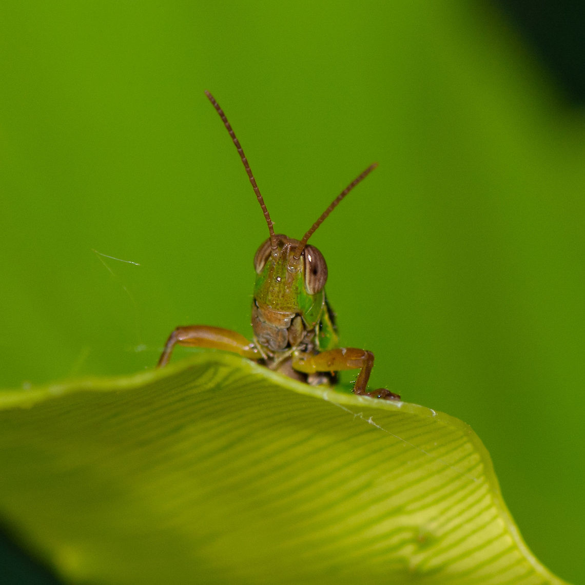 Creek Grasshopper - Bermius odontocercus  Australia,Bermius odontocercus,Eastern Toothed Bermius,Geotagged,Rice grasshopper
