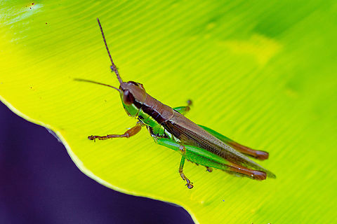 Creek Grasshopper - Bermius odontocercus Looks like a fully grown adult Australia,Bermius odontocercus,Eastern Toothed Bermius,Geotagged