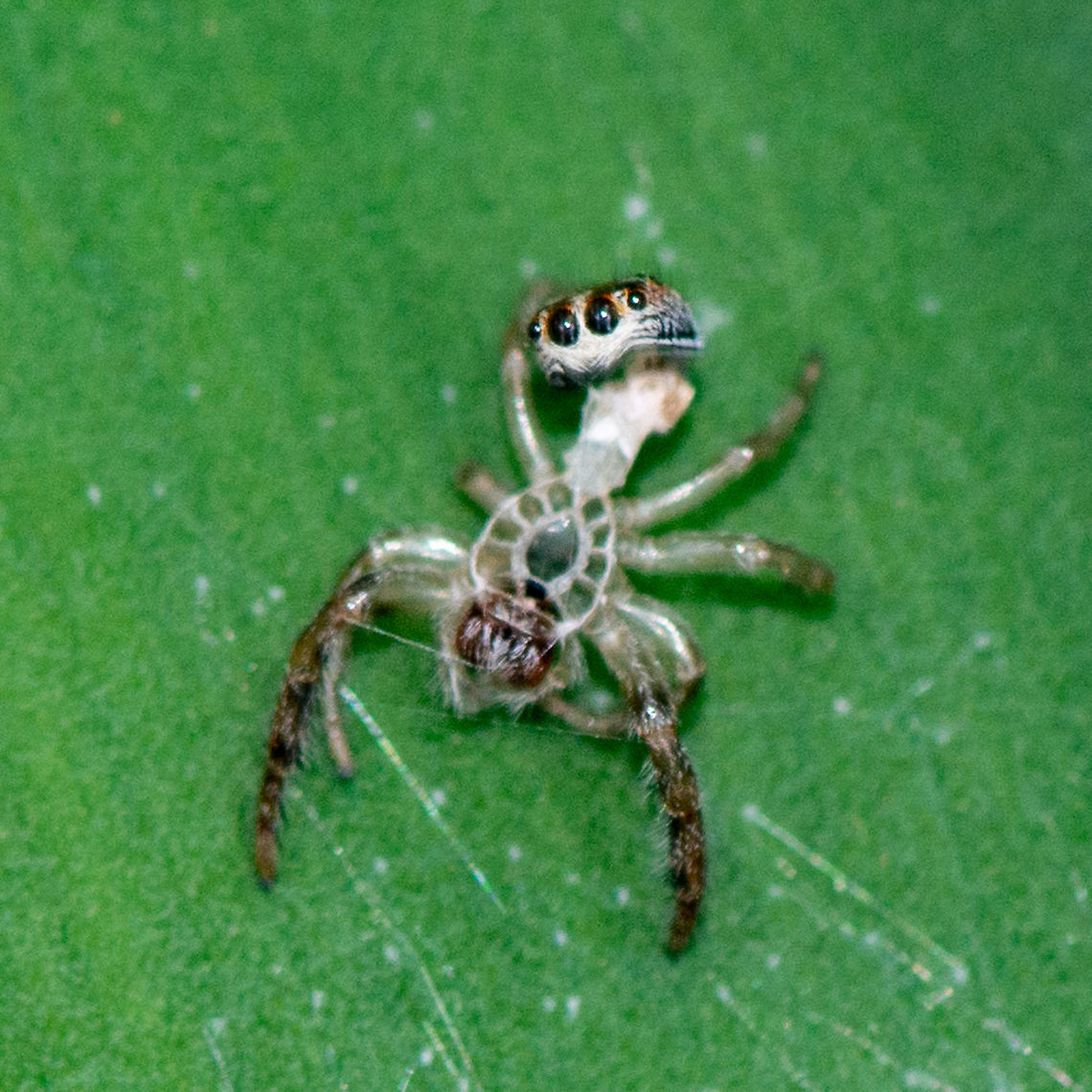 A Molt - Salticidae - Jumping Spider Look at nature&#039;s architecture that use to hold the head.