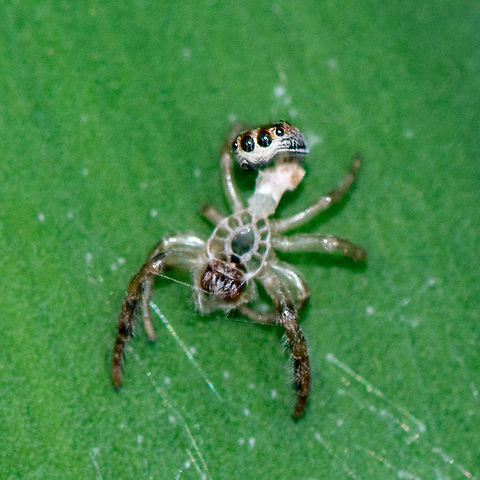 A Molt - Salticidae - Jumping Spider Look at nature's architecture that use to hold the head.