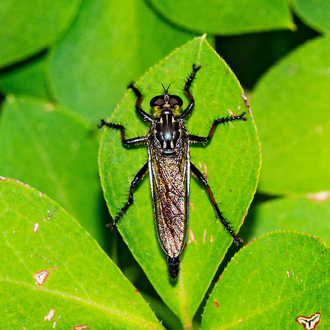March Right In - Robber Fly - Ommatius coeraebus  Australia,Geotagged,Ommatius coeraebus,Summer