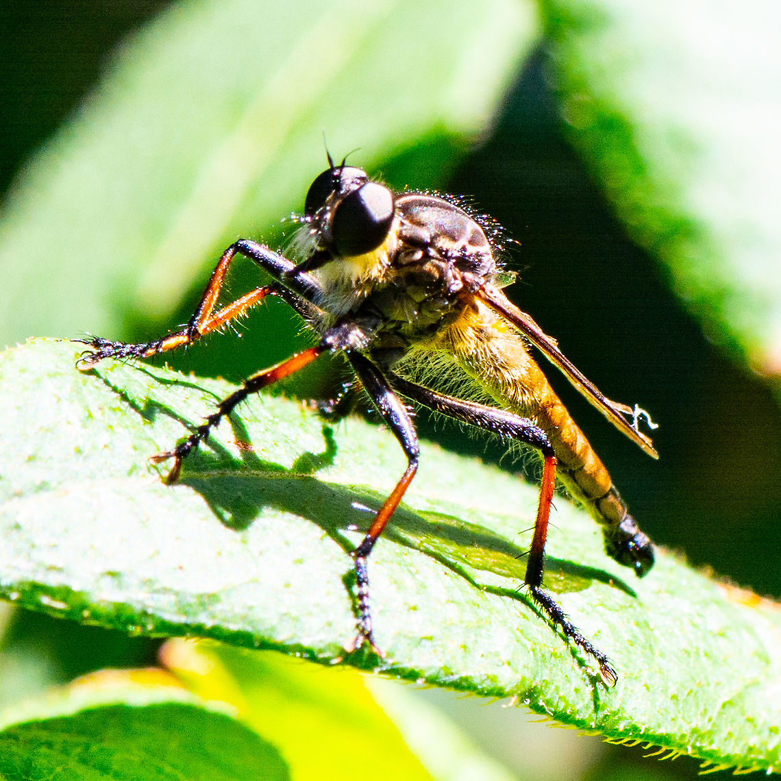 Lightly Does It - Robber Fly - Ommatius coeraebus Common throughout Australia, Robber Flies are air hunters. They are also known as Assassin Flies and Bee Killers. They are medium to large size flies with large eyes and necked head, and are active predators. They feed on other insects and even on web weaving spiders. Each leg of the Robber Fly has a pair of strong claws to catch their prey before injecting a powerful neurotoxin with their mouthpart - a large pointed proboscis.<br />
<a href="https://www.projectnoah.org/spottings/22221209" rel="nofollow">https://www.projectnoah.org/spottings/22221209</a> Australia,Geotagged,Ommatius coeraebus,Summer