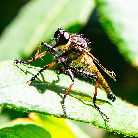 Lightly Does It - Robber Fly - Ommatius coeraebus Common throughout Australia, Robber Flies are air hunters. They are also known as Assassin Flies and Bee Killers. They are medium to large size flies with large eyes and necked head, and are active predators. They feed on other insects and even on web weaving spiders. Each leg of the Robber Fly has a pair of strong claws to catch their prey before injecting a powerful neurotoxin with their mouthpart - a large pointed proboscis.
https://www.projectnoah.org/spottings/22221209 Australia,Geotagged,Ommatius coeraebus,Summer