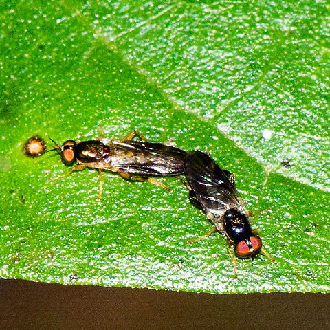 Mating Scene - Soldier flies - Australoactina incisuralis  Australia,Australoactina incisuralis,Geotagged,Summer