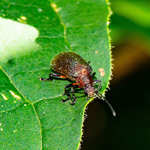 On the Edge - Brown Darkling Beetle? - Ecnolagria grandis  Australia,Ecnolagria grandis,Geotagged,Honeybrown beetle,Summer