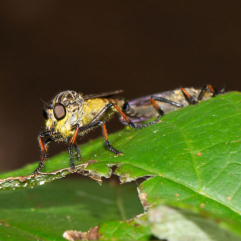 He's Behind You - Robber Fly - Assassin Fly  Australia,Geotagged,Ommatius coeraebus,Summer