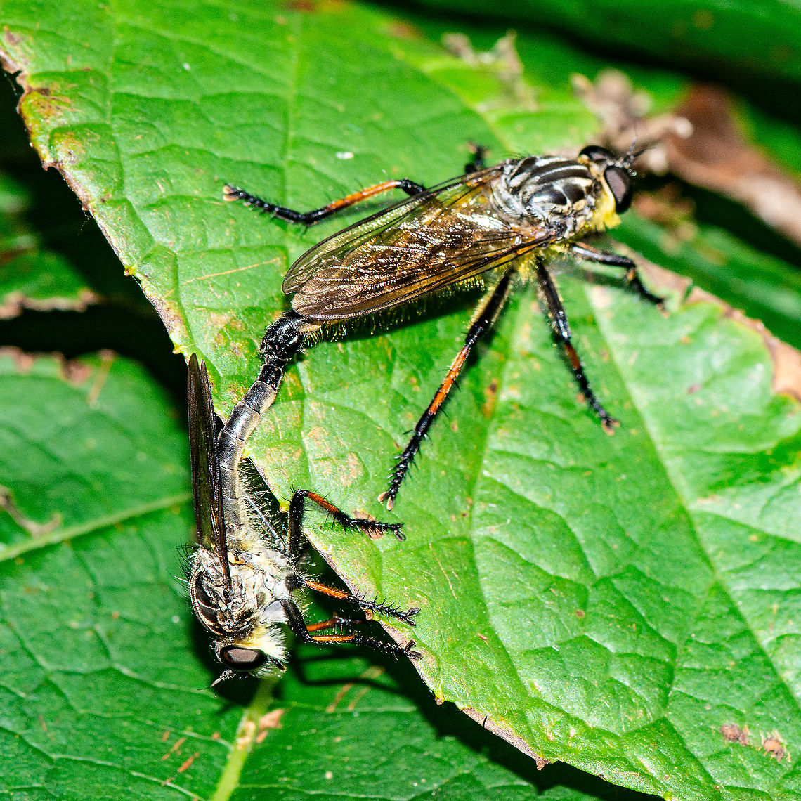 Mating in January - Robber Flies - Ommatius coeraebus  Australia,Geotagged,Ommatius coeraebus,Summer