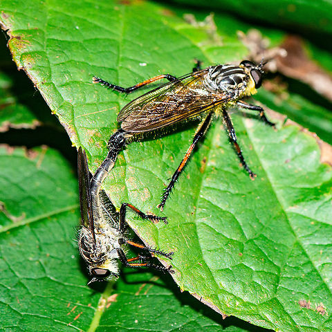 Mating in January - Robber Flies - Ommatius coeraebus  Australia,Geotagged,Ommatius coeraebus,Summer
