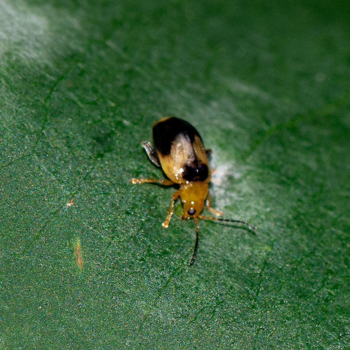 Foraging Lamprolina - Pittosporum leaf beetle  Australia,Geotagged,Lamprolina aeneipennis,Pittosporum Leaf Beetle,Summer