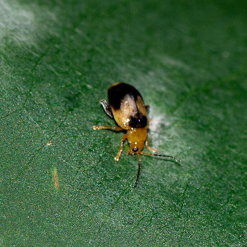 Foraging Lamprolina - Pittosporum leaf beetle  Australia,Geotagged,Lamprolina aeneipennis,Pittosporum Leaf Beetle,Summer