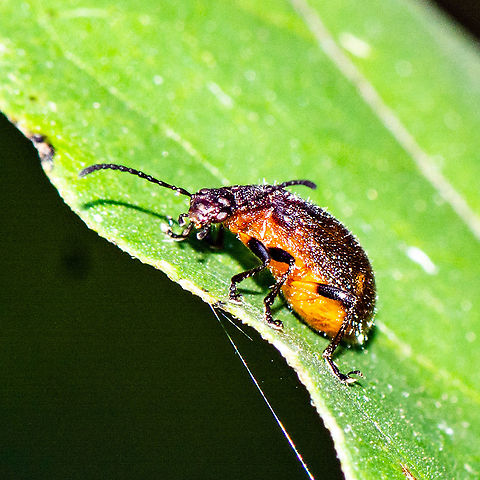 Underbelly - Brown Darkling Beetle  Australia,Geotagged,Summer