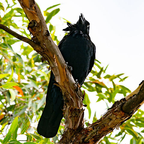 Australian Raven - Corvus coronoides Australian Ravens are black with white eyes in adults. The feathers on the throat (hackles) are longer than in other species, and a bird tends to extend these when calling, while holding its head and body in a horizontal position. Australian Ravens are usually seen in pairs. www.birdlife.org.au › bird-profile › australian-raven

 

‎








 Australia,Australian raven,Corvus coronoides,Geotagged,Summer