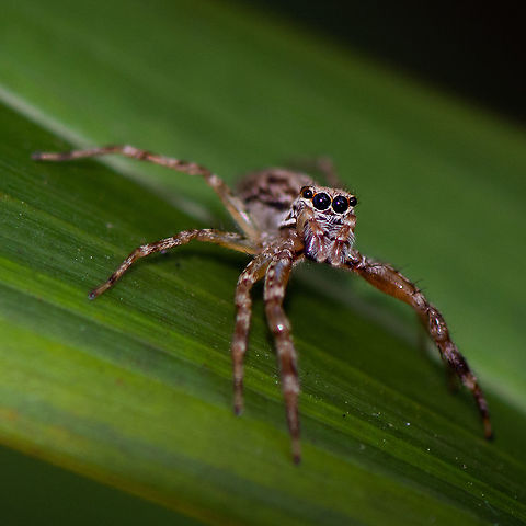 Jumping Spider - Helpis minitabunda The eyes are enchanting Australia,Geotagged,Helpis minitabunda,Summer