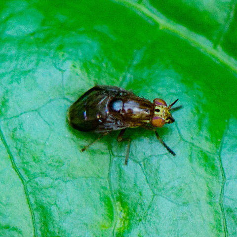 Bent Lauxaniid fly  Australia,Geotagged,Steganopsis melanogaster,Summer