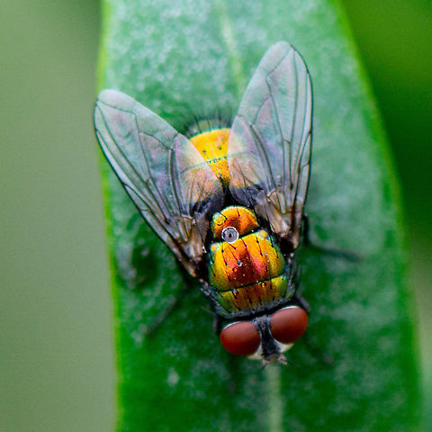 Blow Fly - Lucilia cuprina  Australia,Australian Sheep Blow Fly,Geotagged,Lucilia cuprina,Summer