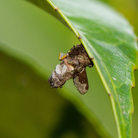 Sculptural - Bagworm Moth - Psychidae The bagworm moth (Psychidae) of the family Lepidoptera might be a pest for Botanists, but for Lepidopterists they are one of the rare architects of the animal world. As soon as the caterpillar of the bagworm moth hatches, it weaves a silk cocoon around itself, inside which it will live until it grows into an adult moth. To make its life as a larva safe and protected from predators, the caterpillar reinforces its silk cocoon with pieces of twigs, leaves and other plant matter. Depending on what debris is on hand when they are forming the cocoon, the resulting shelter might look like a bunch of twigs, or in exceptional cases, a tiny log house. These strcutures are called cases, and bagworm moths are also known as "case moths”.
https://www.amusingplanet.com/2016/01/log-house-like-cocoon-of-bagworm-moth.html Australia,Geotagged,summer