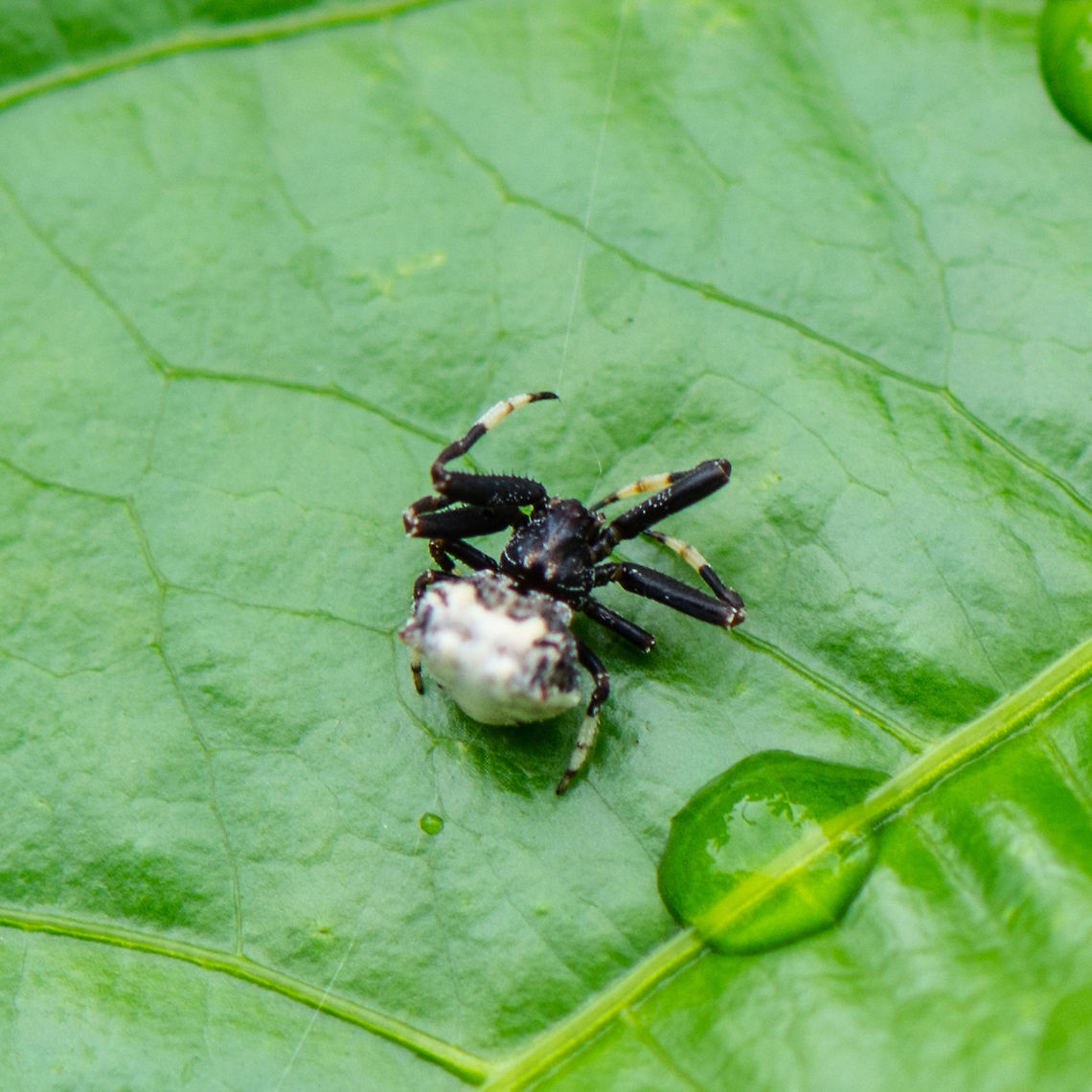 Bird Dropping Spider - Celaenia excavata The spider has evolved an effective strategy against being eaten by day-active predators such as birds and wasps. Its body mimics unappetising bird droppings. They are dirty white, grey and black in colour, with very large abdomen. Bird-dropping Spiders are sometimes called Bird Dung Spiders.  They are also known as Orchard Spiders because they are so commonly seen in citrus and other orchards.<br />
<a href="https://www.brisbaneinsects.com/brisbane_orbweavers/BirdDroppingSpider.htm" rel="nofollow">https://www.brisbaneinsects.com/brisbane_orbweavers/BirdDroppingSpider.htm</a> Australia,Celaenia excavata,Geotagged,Summer