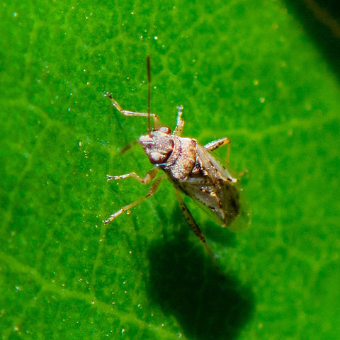 Nysius vinitor  Australia,Geotagged,Nysiini,Nysius,Nysius vinitor,Orsillinae,Rutherglen Bug,Summer